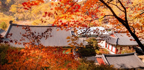 Korea taniej tej jesieni